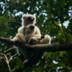 Propithecus candidus (Propithèque soyeux - Silky Sifaka)