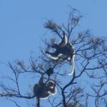 Propithecus candidus (Propithèque soyeux - Silky Sifaka)