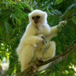 Propithecus candidus (Propithèque soyeux - Silky Sifaka)