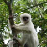 Propithecus candidus (Propithèque soyeux - Silky Sifaka)