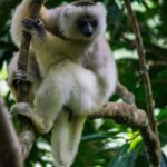 Propithecus candidus (Propithèque soyeux - Silky Sifaka)