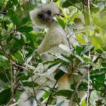 Propithecus candidus (Propithèque soyeux - Silky Sifaka)