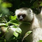 Propithecus candidus (Propithèque soyeux - Silky Sifaka)
