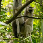 Propithecus candidus (Propithèque soyeux - Silky Sifaka)