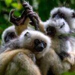 Propithecus candidus (Propithèque soyeux - Silky Sifaka), photo © Dustin Chen