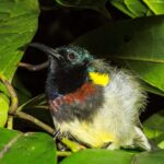 Souimanga Sunbird