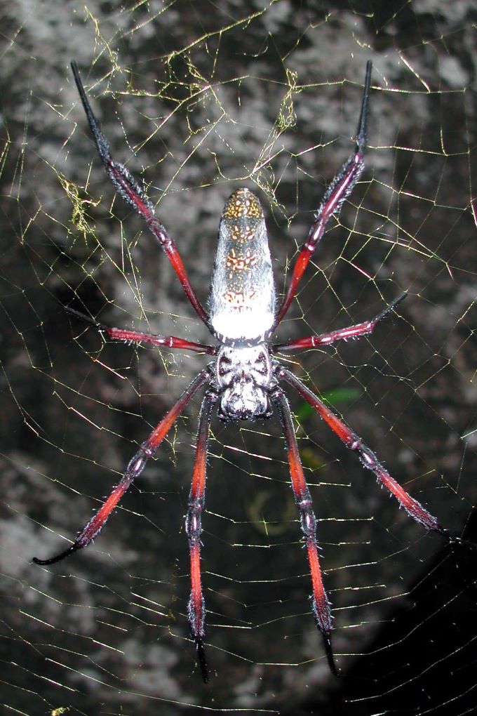 Southern Redleg Orbweaver