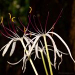 Swamp lilies (Genus Crinum)