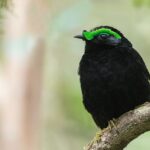 Velvet Asity