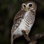 White-browed Owl
