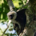 Eulemur albifrons (Lémur à front blanc - White-fronted Brown Lemur)