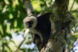 White-fronted Brown Lemur (Eulemur albifrons)