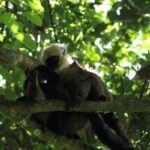 Eulemur albifrons (Lémur à front blanc - White-fronted Brown Lemur)