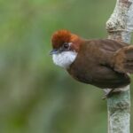 White-throated Oxylabes