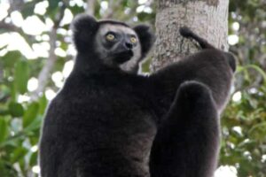 A black indri lemur with large round yellow-green eyes clutches a tree trunk.