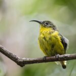 Yellow-bellied Sunbird-Asity (female)