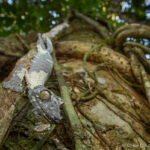 Giant Mossy Leaf-tailed Gecko (Uroplatus giganteus)