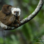 White-fronted Brown Lemur (Eulemur albifrons)