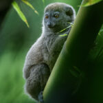 Northern Bamboo Lemur (Hapalemur occidentalis)