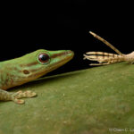 Day gecko (Phelsuma guttata) and Ricaniid Planthopper