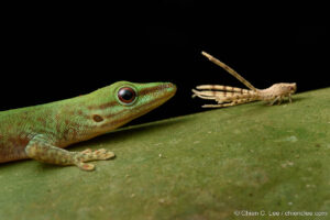 Day gecko (Phelsuma guttata) and Ricaniid Planthopper