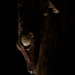 Giant Mossy Leaf-tailed Gecko (Uroplatus giganteus)