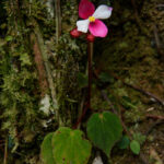 Begonia betsimisaraka