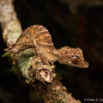 Marojejy Leaf-tailed Gecko (Uroplatus fangorn)
