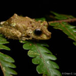 Spinomantis fimbriatus