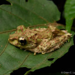 Spinomantis fimbriatus