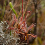 Sundew (Drosera humbertii)