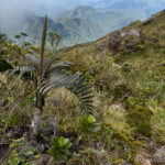 Dwarf palm (Dypsis pumila)