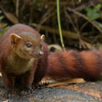 Ring-tailed Mongoose (Galidia elegans)
