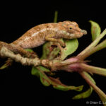 Chameleon (Calumma radamanus)