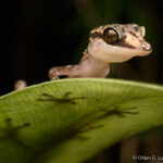 Graceful Madagascar Ground Gecko (Paroedura gracilis)