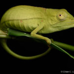 Marojejy Chameleon (Calumma marojezense)