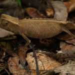 Marojejy Leaf Chameleon (Brookesia griveaudi)