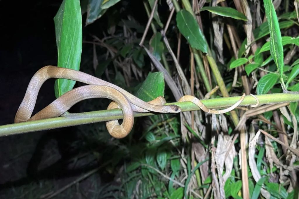 A long, slender, brown snake coils around a small, green branch