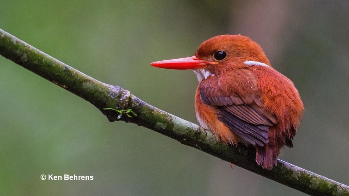 Madagascar Pygmy Kingfisher © Ken Behrens