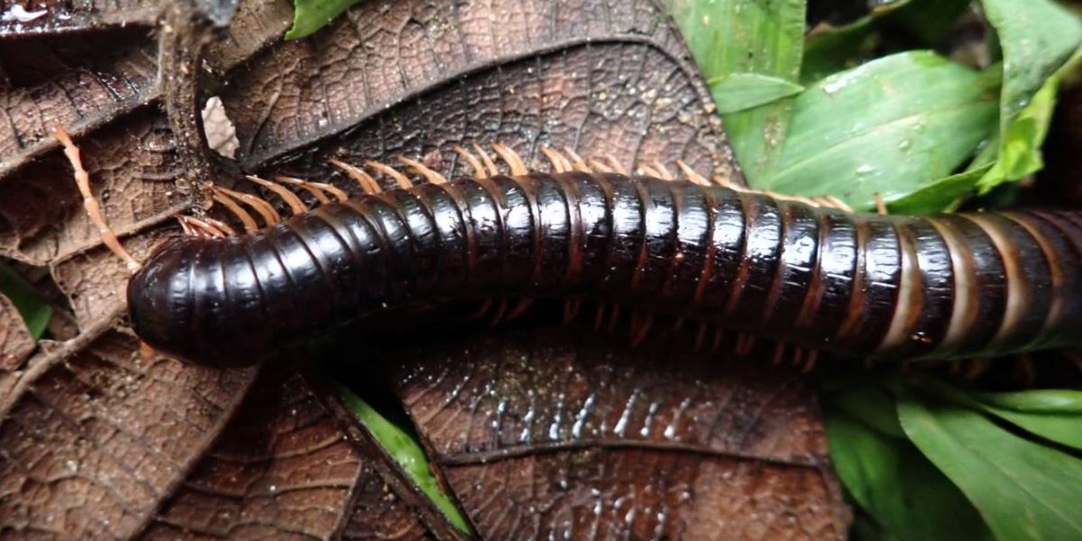 A dark brown millipede is crawling through brown and green leaves