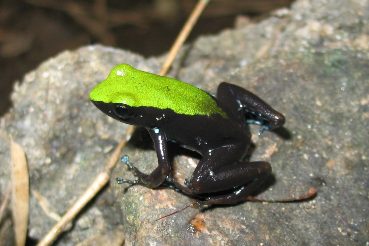 Une petite grenouille avec un dos vert tilleul brillant, des pattes et des flancs noirs, et des taches turquoises au bout des orteils.