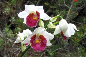 Gastrorchis pulchra