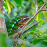 Furcifer pardalis (male) © Lorraine Bennery