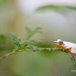 Heterixalus punctatus (?)