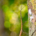 Stick insect, Leprodini tribe