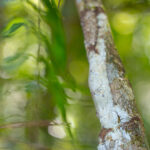 Uroplatus giganteus © Lorraine Bennery