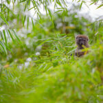 Hapalemur occidentalis (Northern Bamboo Lemur) © Lorraine Bennery