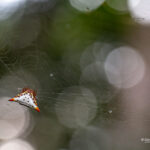 Acromosoides acromosoides (small spider) © Lorraine Bennery