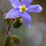 Exacum sp.
