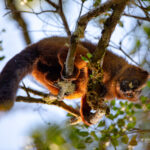 Eulemur rubriventer (Red-bellied Lemur) © Lorraine Bennery